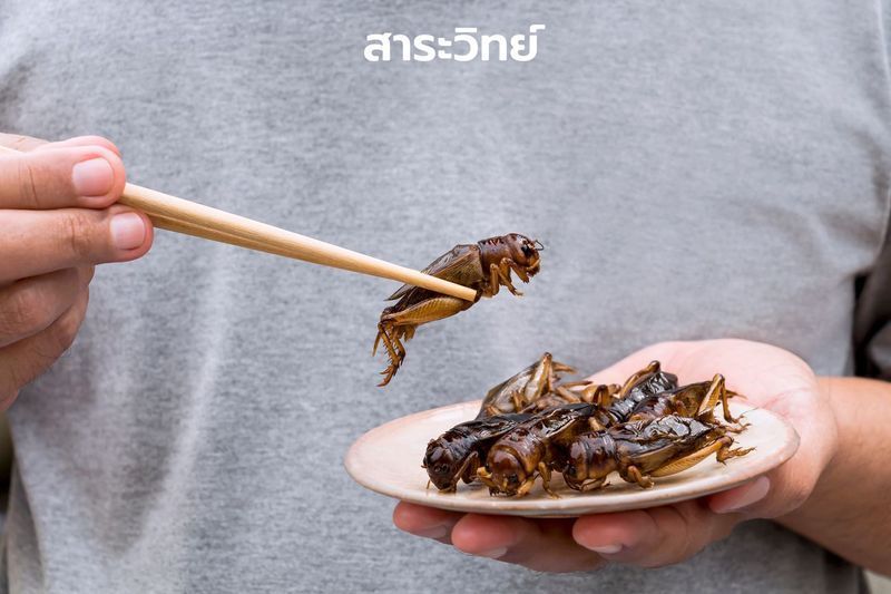 “จิ้งหรีด” โปรตีนทางเลือกมาแรง โอกาสธุรกิจไทยตีตลาดโลก – นิตยสารสาระวิทย์ โดย สวทช.