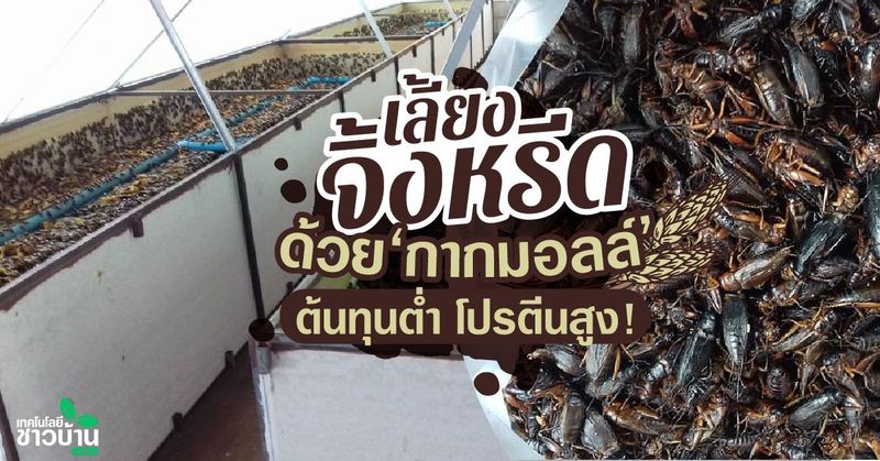 ‘อานนท์ ฟาร์มจิ้งหรีด’ เลี้ยงจิ้งหรีดอย่างมีคุณภาพ ตัวใหญ่ สมบูรณ์ ขายได้ราคาสูง
