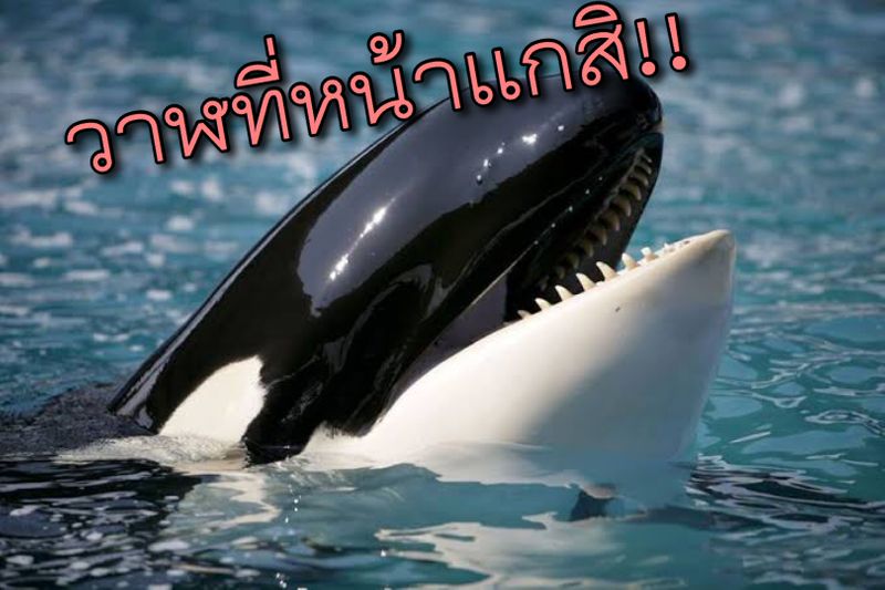 พรานหม่อง ] รู้กันหรือป่าว? “วาฬเพชรฆาต” มันไม่ใช่”วาฬ”นะโว้ยยย เจ้า วาฬเพชฌฆาต  หรือ “Orca” เนี้ยจริงๆมันเป็น “โลมา” นะจ๊ะทุกคนนน~