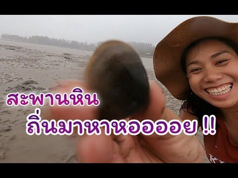 Hurting for clams at Sapan Hin Phuket, Thailand. หาหอยที่สะพานหิน ภูเก็ตดี๋ดี