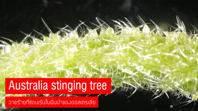 [TheGeolotist] มาทำความรู้จักกับ Australia stinging tree วายร้ายผู้ซ่อน ...