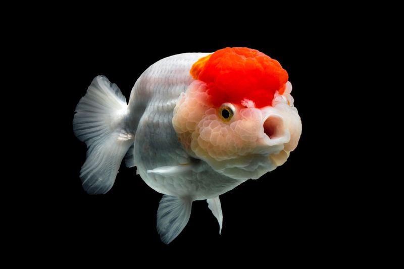 Fishway] 10 อันดับปลาน่าเลี้ยง มักเจอตามร้านขายปลาสวยงาม