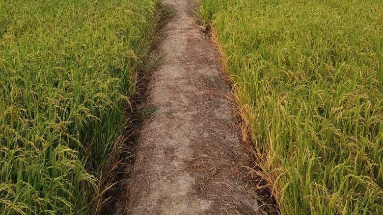 พี่ข้าว🌾