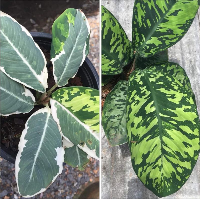 Plantkub ต้นไม้สะสม หลากหลายชนิด] ต้นไม้แปลงร่างได้ รู้จักต้น Homalomena  Wallisii หรือ ต้นร่มญี่ปุ่น Homalomena Wallisii ต้นเพลินพิศ