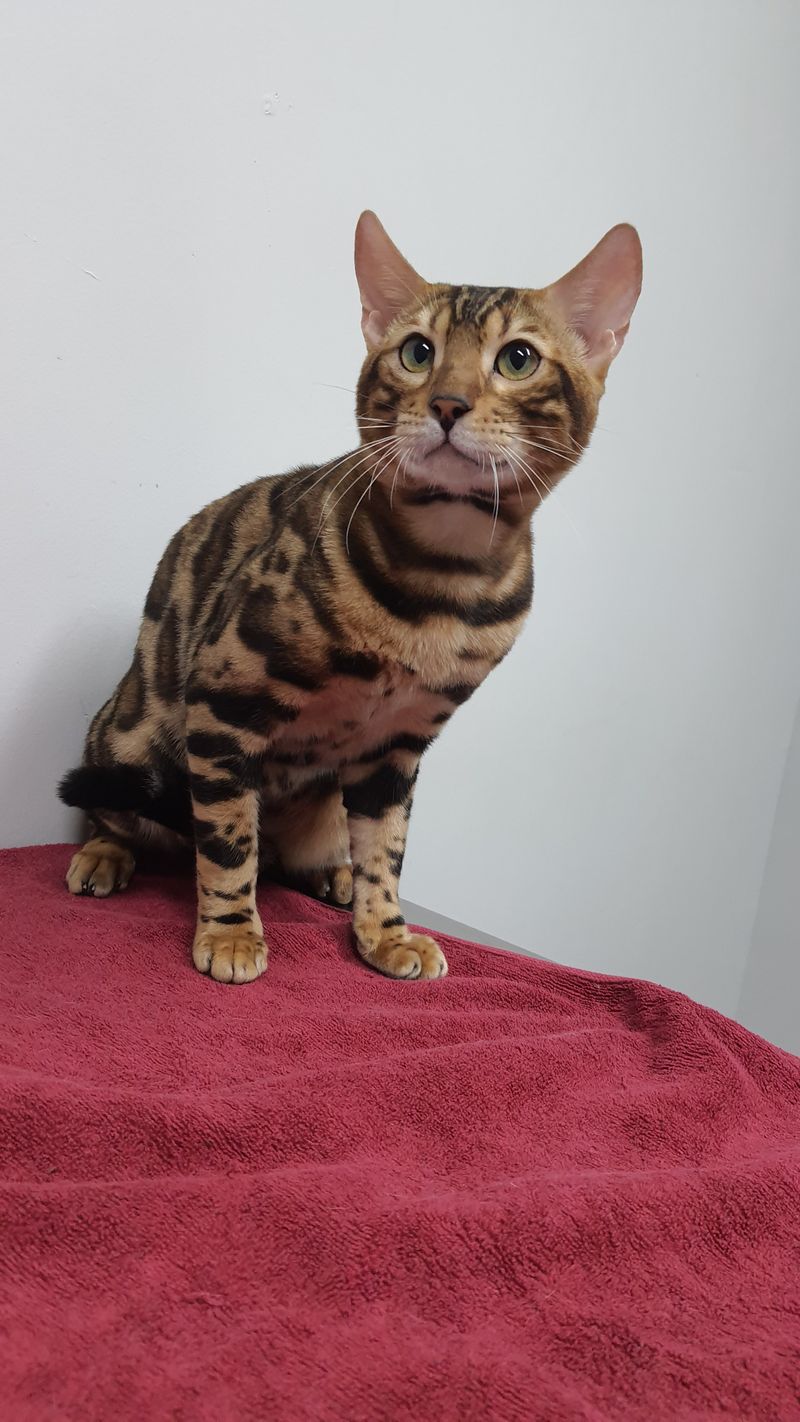 🐾All Paws🐾] แมวเบงกอล( Bengal )  มีต้นกำเนิดมาจากการผสมข้ามสายพันธุ์ระหว่างแมวป่า(แมวดาวเอเชีย)กับแมวบ้าน(แมวอียิปต์โบราณ)  มีนิสัยปราดเปรียว พลังงานสูงและชอบเล่นน้ำมากๆ