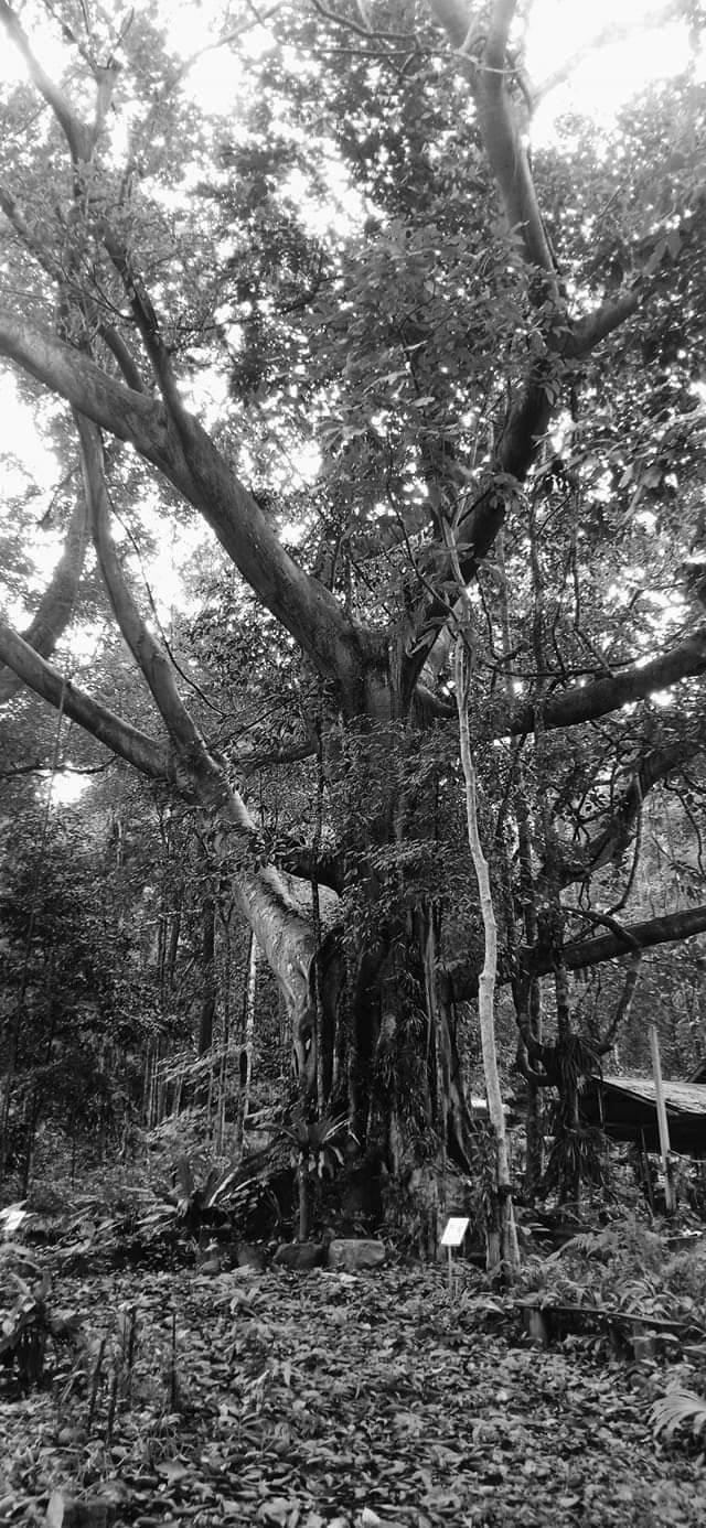 ฅนรัก แคมป์