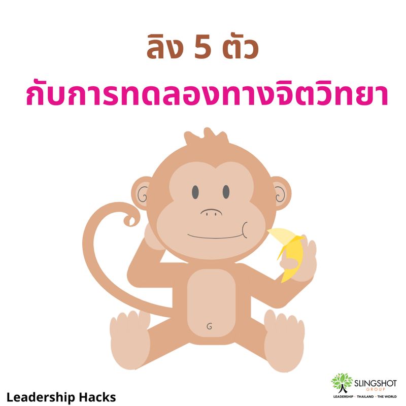[Leadership Hacks] ลิง 5 ตัว กับการทดลองทางจิตวิทยา เมื่อวานผมไปโค้ช ...