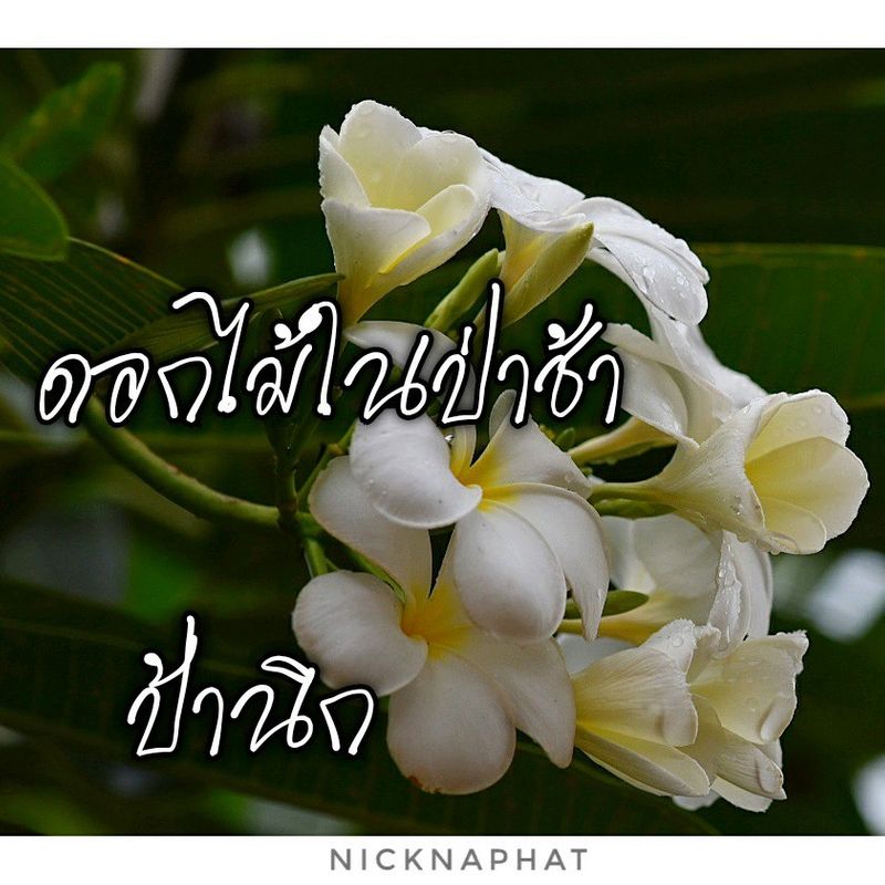 My Image 11