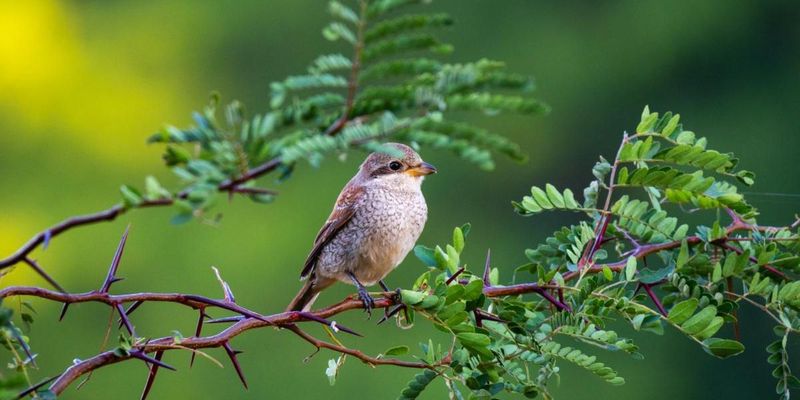 Study: Birds Are Linked to Happiness Levels