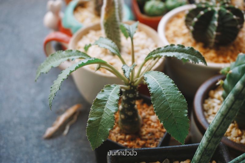 บันทึกมั่วมั่ว] My Plants 🌵 ต้นไม้ในร่ม หรือกระบองเพชร สร้างความสุขเล็กๆ  ให้ตัวเอง
