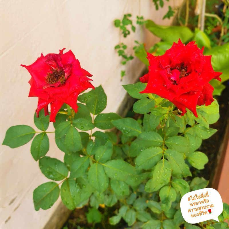 ไม่ใช่สิ่งนี้หรอกหรือความสวยงามของชีวิต