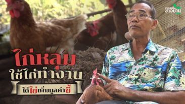 ″ไก่หลุม” ใช้ไก่ทำงาน ได้ไข่ เพิ่มมูลค่า ”ขี้”
