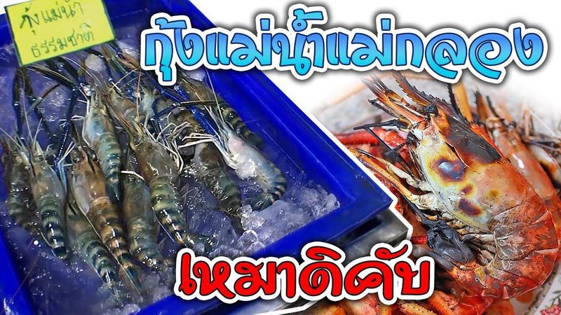 กุ้งแม่น้ำเผา กุ้งแม่น้ำแม่กลอง โคตรถูก ซื้อมาเผาเอง คุ้มสุดๆ | Maeklong Giant River Prawns