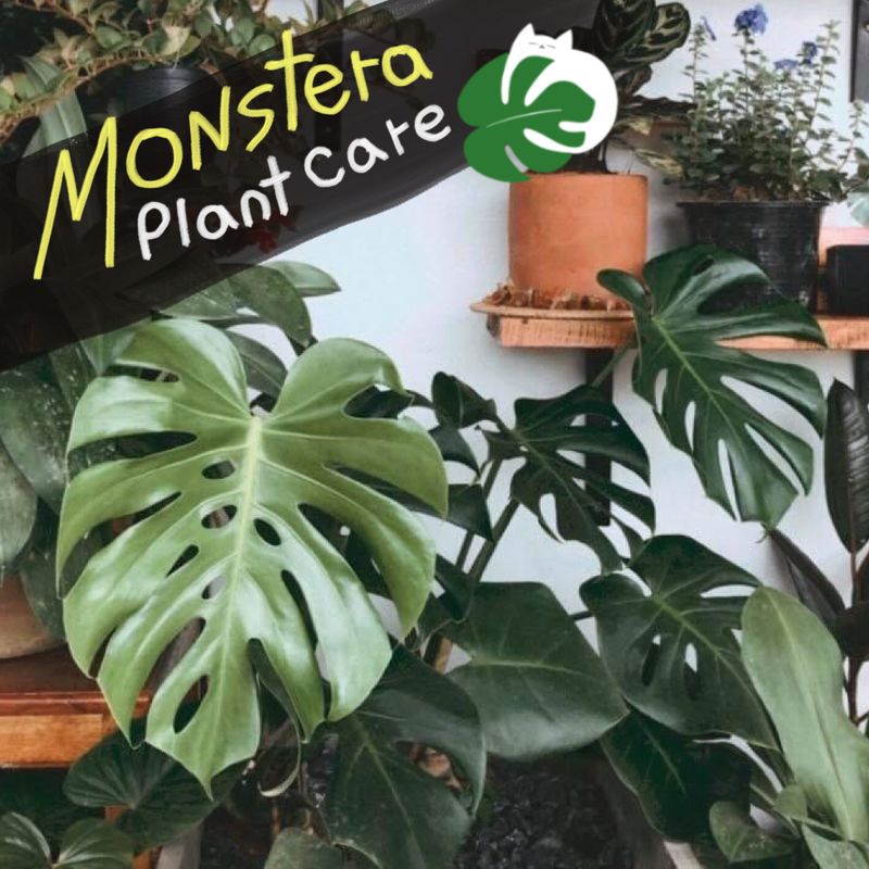 Sobo'S Room] ???? มอนสเตอร่า Monstera มอนสเตอร่าเป็นต้นไม้ที่เลี้ยงง่ายมากๆ  ดูแลง่ายมากๆ ใบนางคือสวยยยย เป็นแฉกๆ ใบใหญ่ หลายๆคนคงเคยเห็นต้นมอนสเตอร่าในร้านกาแฟต่างๆ  คือมันเท่มากกก สำหรับใครที่ลังเลว่าจะซื้อต้นนี้ดี