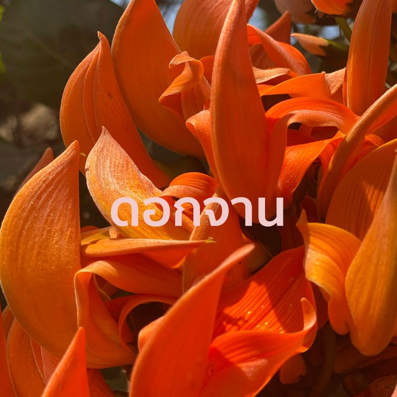 อัลบั้ม 92+ ภาพ ภาพ ดอก จาน สวยมาก อัลบั้ม 92+ ภาพ ภาพ ดอก จาน สวยมาก