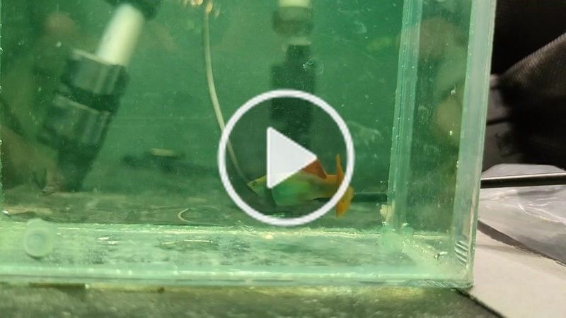 GuppyRekky บน TikTok