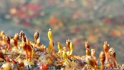 [คนไทยตัวเล็กเล็ก] 💘 ตกหลุมรัก (นัก) สิ่งแวดล้อม 🌿🌱🍃