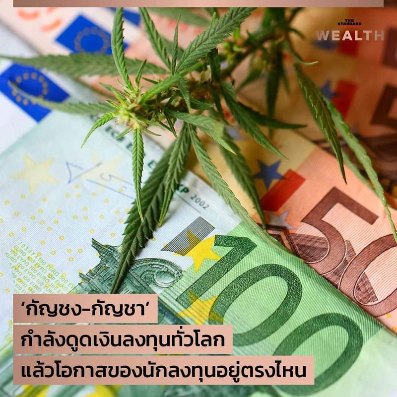 The Standard Wealth] 'กัญชง-กัญชา' กำลังดูดเงินลงทุนทั่วโลก แล้วโอกาสของนัก ลงทุนอยู่ตรงไหน 'กัญชง' และ 'กัญชา'  ซึ่งในอดีตถูกจัดว่าเป็นสารเสพติดและผิดกฎหมายสำหรับหลายประเทศทั่วโลก  แต่ปัจจุบันกำลังกลายเป็นโอกาสทางธุรกิจและก