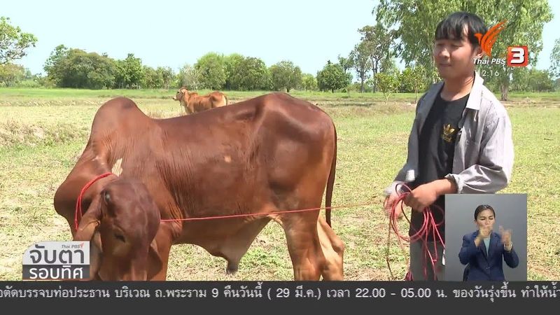 นายฮ้อยวัยเยาว์พลิกวิกฤตเป็นโอกาสช่วงโควิด-19 จ.ศรีสะเกษ