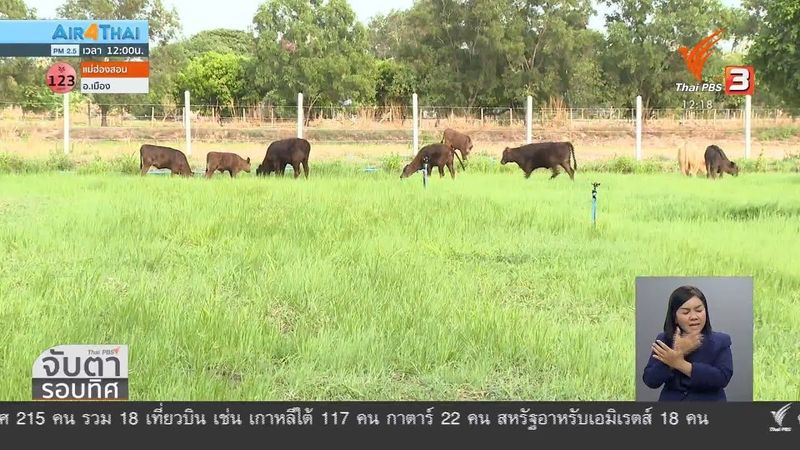 เปลี่ยนนาข้าวเป็นนาหญ้า เลี้ยงวัววากิวสร้างรายได้ จ.ร้อยเอ็ด