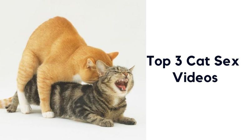 Top 3 Cat Mating Videos (Cat Sex)
