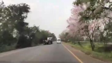 Save304tree on Facebook Watch