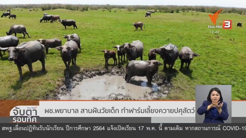 ผช.พยาบาล สานฝันวัยเด็ก ทำฟาร์มเลี้ยงควายปศุสัตว์ จ.อุดรธานี