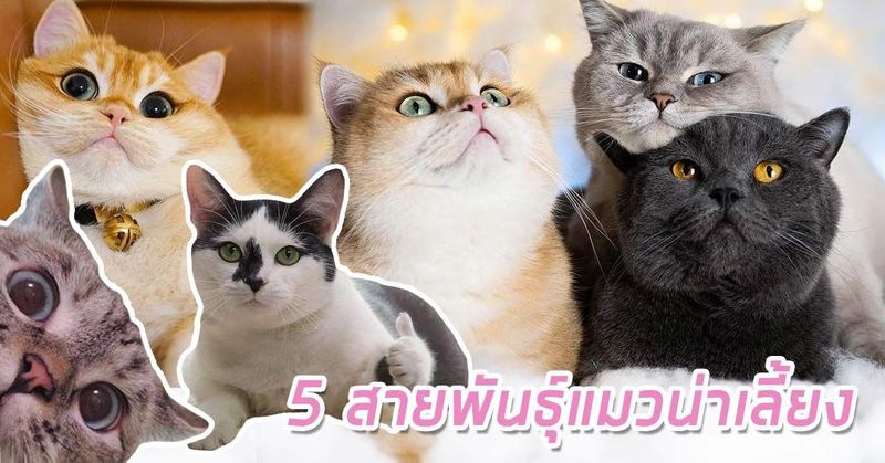 5 สายพันธุ์แมวน่าเลี้ยง ที่จะเข้ามาทำให้เหล่าทาสคลั่งรักจนหัวปักหัวปำ - เกาะกระแสออนไลน์ เทคโนโลยีทันสมัย ดาราวงการบันเทิง คอนเทนต์แปลกพิเศษ