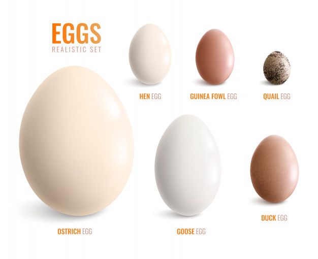 รอบรู้รอบครัว] ทำไมไข่ไก่ถึงมีเปลือกสีขาว นอกจากไข่เป็ดที่มีสีขาวแล้ว ไข่ไก่ เองก็มีสีขาวเช่นกันโดยเฉพาะในโซนยุโรปและอเมริกา