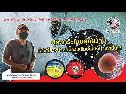 ปลากระเบนสวยงาม สัตว์เลี้ยงหน้าดินต้องเสริมอ๊อกใต้น้ำเท่านั้น!! โดย..พี่เอ๋ พระประแดง