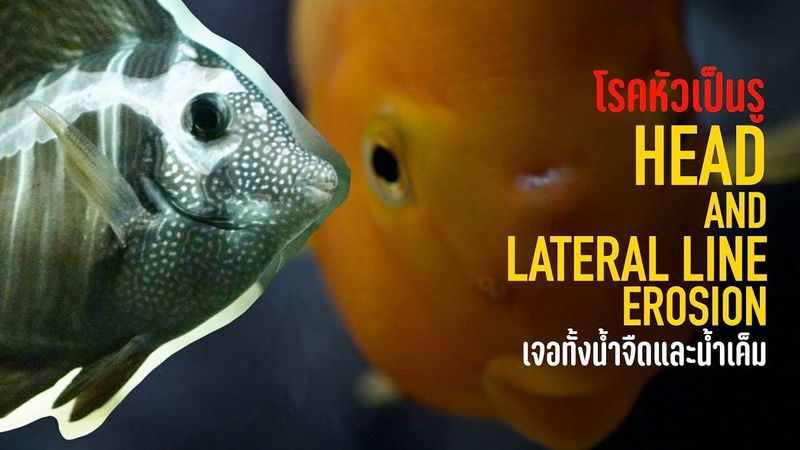 โรคหัวเป็นรู โรคที่พบทั้งปลาน้ำจืดและน้ำเค็ม