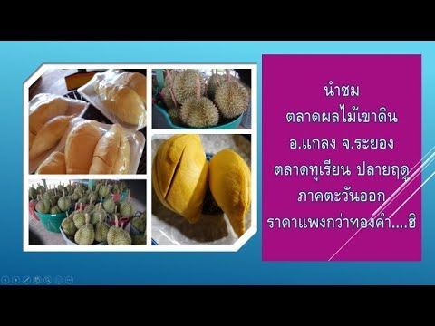 รีวิวตลอดทุเรียนปลายฤดู #ทำมาหากิน TumMaHaKin By Kittisak Hankla