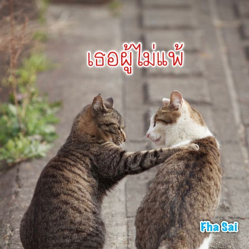 [เดือนค้างฟ้า] ❤️เธอผู้ไม่แพ้❤️