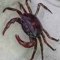 หอยขมเลี้ยง ปูนาฟาร์ม ราไวย์ ภูเก็ต