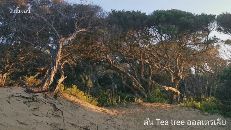 [วันนั้นเจอนี่ ของแม่มะเฟืองรอฝาน] รู้ไหม ต้นทีทรี (Tea tree) หน้าตา ...