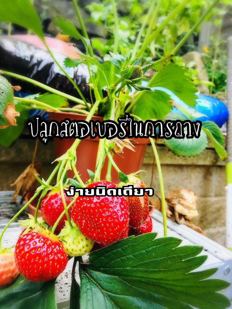 Kkd Uk Variety] สตรอว์เบอร์รี่ปลูกง่ายกว่าที่คิด ปลูกทิ้งปลูกขว้างก็ได้กิน  สตรอว์เบอร์รี่เป็นผลไม้ที่หลายคนชื่นชอบ เรียกว่าผลไม้โปรดอันดับต้น ๆ  เลยละค่ะ วันนี้กีกี้แม่บ้านสายฝอ มาทายทักเซย์ไฮจากอังกฤษ กับน้องต้นสตรอว