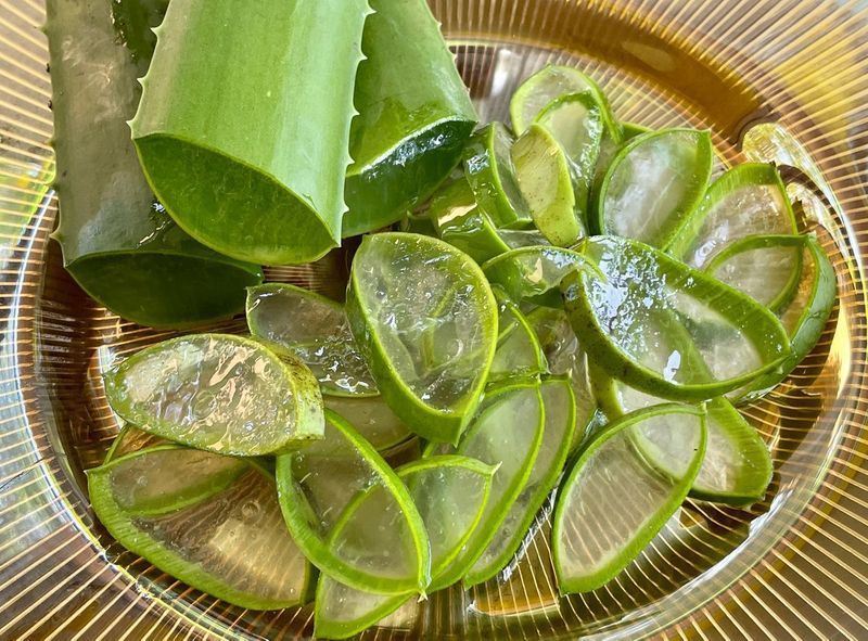 [Indy Writer นักเขียนอินดี้ ] ทำไม ว่านหางจระเข้และมะกรูด บำรุงรักษาเส้นผมจากธรรมชาติได้ดีมากมาย ภูมิปัญญาของคนโบร่ำโบราณ ที่ไม่เคยล้าสมัยเลย