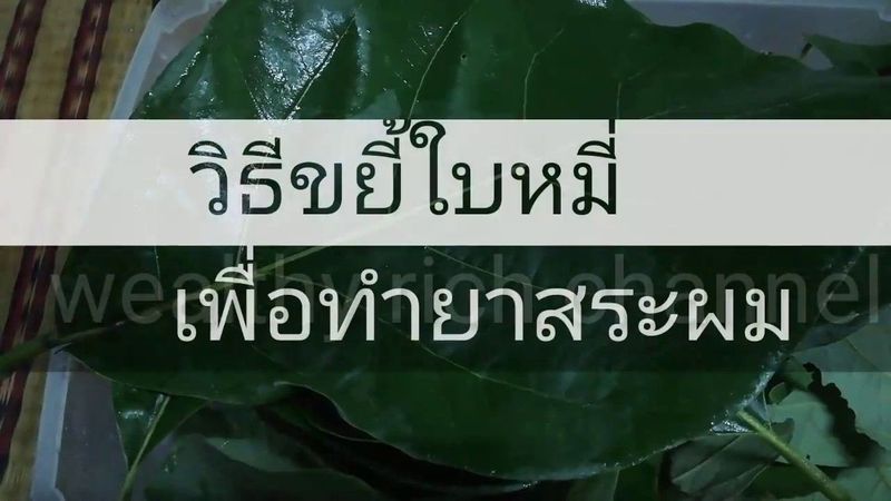 วิธีขยี้ใบหมี่เพื่อใช้ทำยาสระผมสมุนไพร