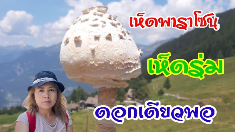 เข้าป่าเก็บเห็ดเจอเห็ดร่มดอกเดียวทำอะไรกินดี