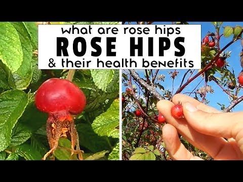 WHAT ARE ROSE HIPS + ROSE HIP HEALTH BENEFITS (by someone who actually picks them in real life)