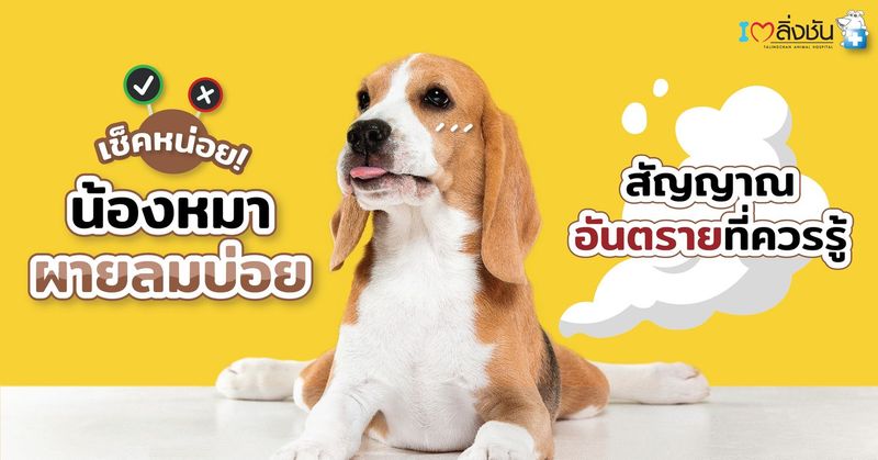 เช็คหน่อย! น้องหมาผายลมบ่อย สัญญาณอันตรายที่ควรรู้ - talingchanpet ข้อมูลสุขภาพสัตว์เลี้ยง