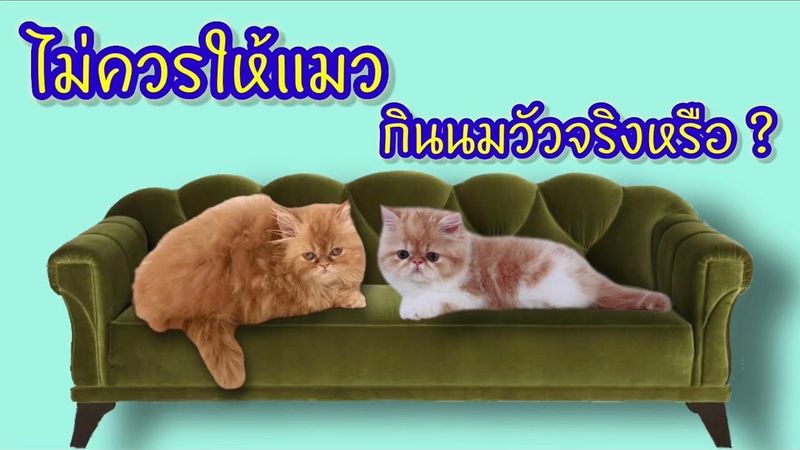 แมวห้ามกินนมวัวจริงหรือ นมวัวอันตรายต่อแมวจริงไหม? 🐾