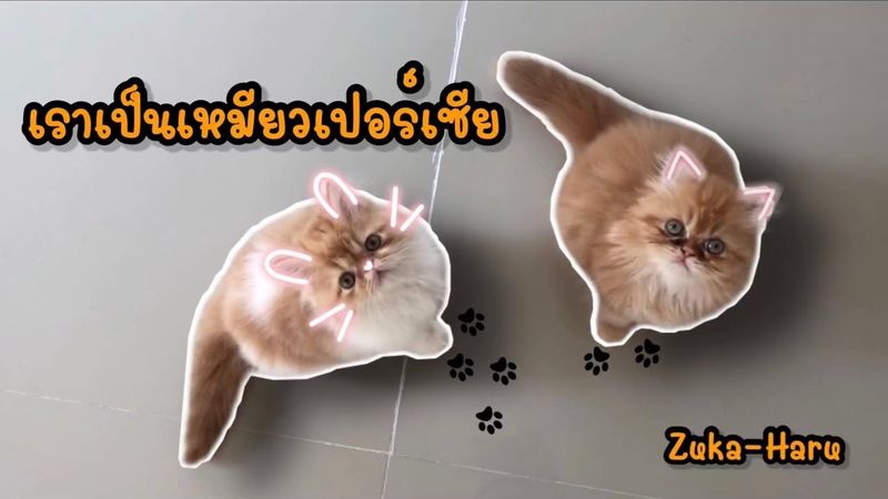 แมวเปอร์เซีย The Persian cat 🐾