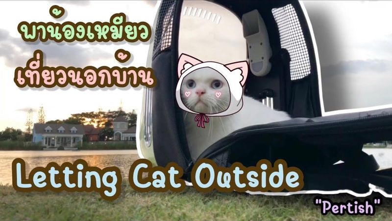 พาเหมียวเดินเล่นนอกบ้าน Letting Cat Outside for the first time 🐾