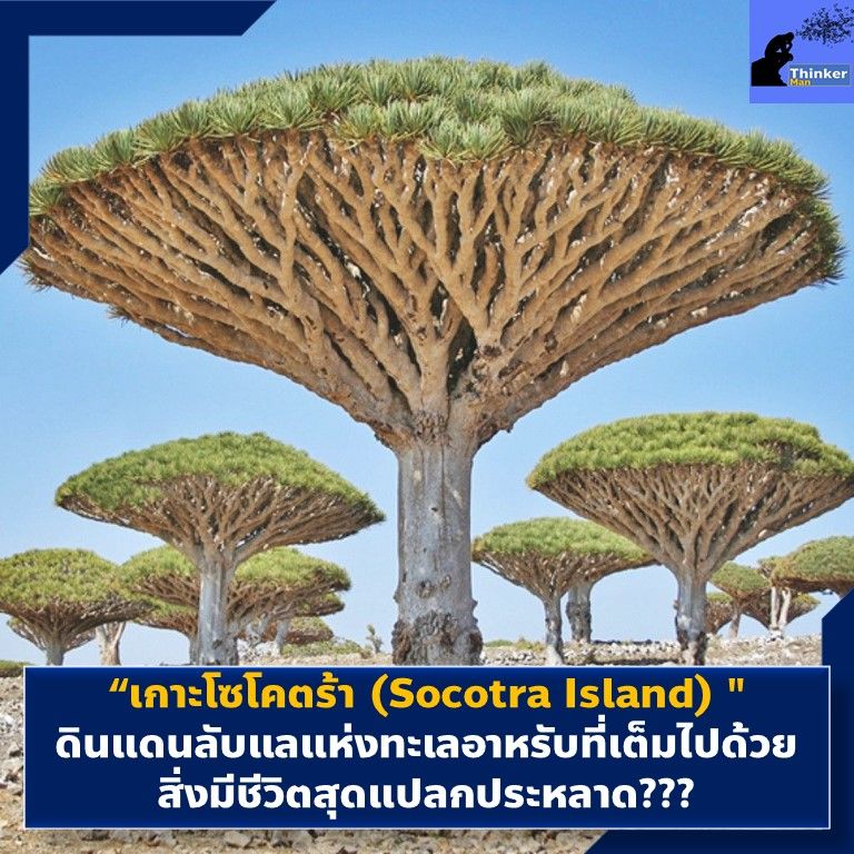 อัลบั้ม 93+ ภาพพื้นหลัง เกาะโซโครตรา สวยมาก