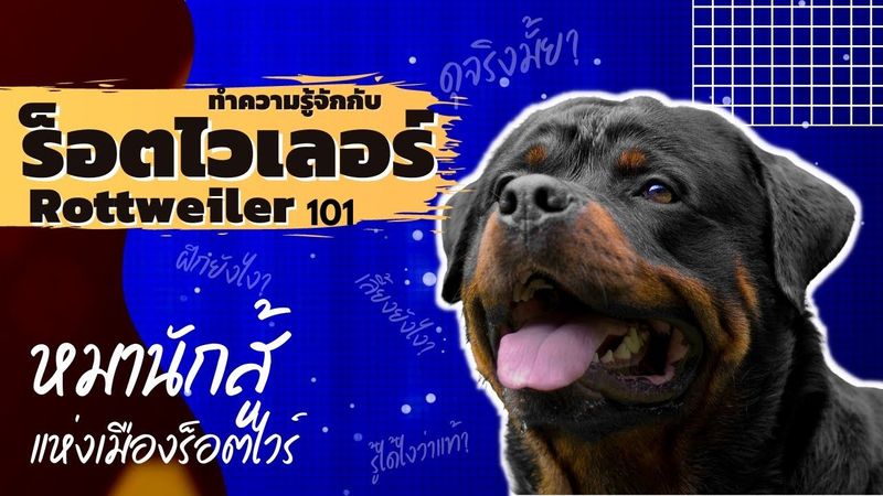 Dtc Thailand สุนัขใช้งาน] ร็อตไวเลอร์ Rottweiler สุนัขนักล่า  แห่งเมืองร็อตไวร์ ร็อตไวเลอร์ สุนัขขนาดกลาง รูปร่างกำยำ  มีกล้ามเนื้อที่ชัดเจน มีพลัง ความเร็ว และ ความอดทน ที่ดี  เป็นสุนัขที่ได้รับความนิยมในประเทศไทย ที่เป็นทั้ง ส