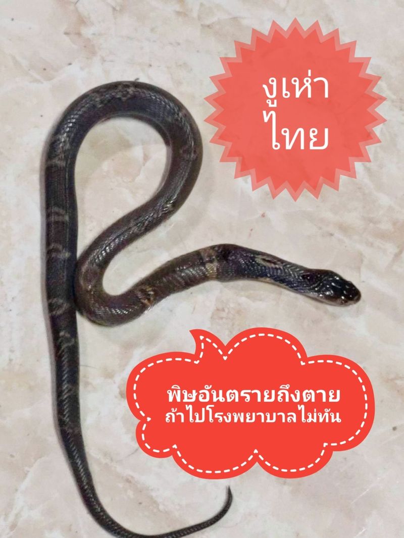 งูไทยรู้จักไว้ไม่เสียหาย]  คำแนะนำของแอดที่คิดว่าได้ผลที่สุดในการรับมือกับน้องงูเข้าบ้าน เวลามีงู เข้าบ้าน​ หลายคนมักถามว่ามีอะไรป้องกันหรือไล่งูได้มั้ย​  ปกติแอดจะแนะนำให้เคลียร์บ้านให้โล่ง​ งูจะได้ไม่ค่อยมีที่แอบ ลดจำนวนหนู​ กบ