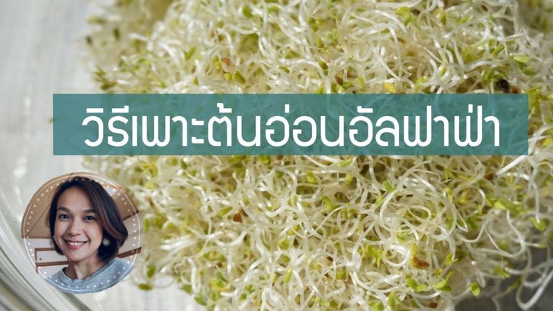 วิธีเพาะต้นอ่อนอัลฟาฟ่า ง่ายนิดเดียว How to Grow Alfalfa Sprouts