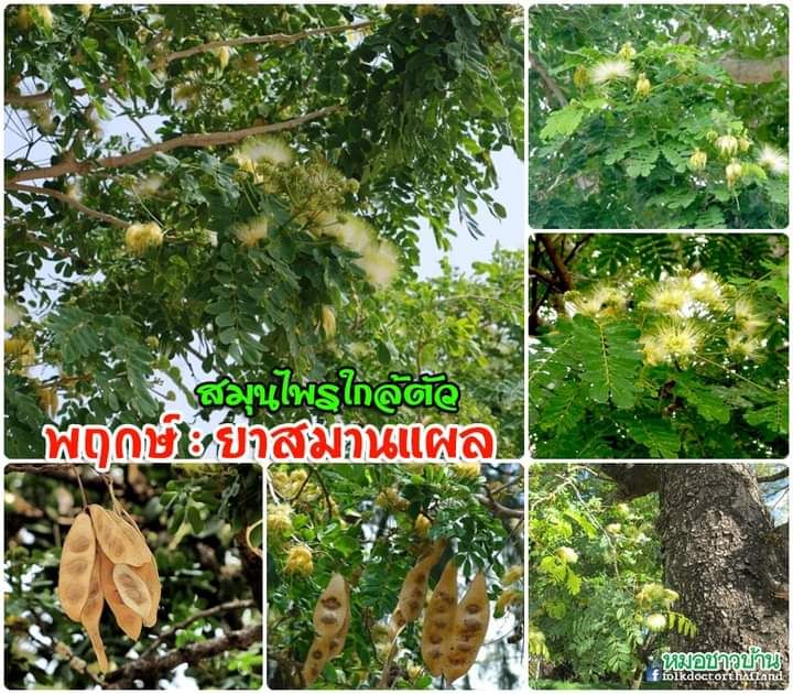 หมอชาวบ้าน] พฤกษ์ : ยาสมานแผล ชื่ออื่นๆ : ซึก กะซึก ก้ามปู คะโก จามจุรี  จามรี มะขามโคก มะรุมป่า ฯลฯ ใบอ่อนและยอดอ่อนของพฤกษ์ นำมากินเป็นผักได้ เช่น  ใช้เป็นผักจิ้มน้ำพริกปลาร้า ฯลฯ โดยนำไปทำให้สุกเสียก่อน เช่น ต้ม
