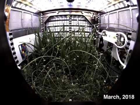 Dwarf Wheat Grows in International Space Station’s Advanced Plant Habitat